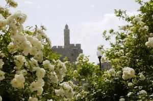 This photo of Jerusalem's Tower of David Citadel with roses blooming in the foreground was taken by Shlomit Wolf of Jerusalem.